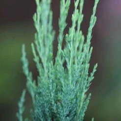 Juniperus Scopulorum Blue Arrow | 12L Pot