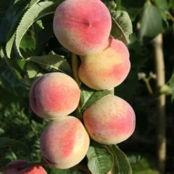 Peach Peregrine | St Julien A 7lt Pot