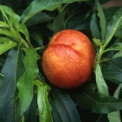 Nectarine Nectarella | St Julien A 7lt Pot