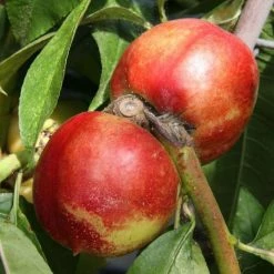 Nectarine Lord Napier | St Julien A 7lt Pot