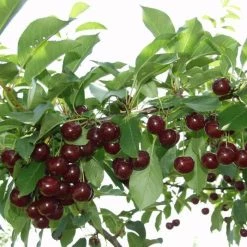 Cherry Athos | 11.5lt (patio Bush)