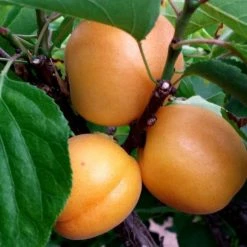 Apricot Garden Aprigold | Wavit - 7lt Pot