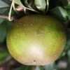 Apple Egremont Russet | M27 11.5litre (bush)