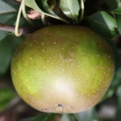 Apple Egremont Russet | M27 11.5litre (bush)