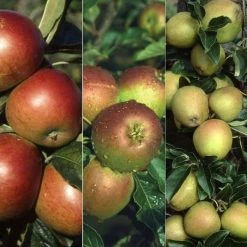 Apple Cox's Self Fertile / Fiesta / Hereford Russet | Mm106 12litre (bush)