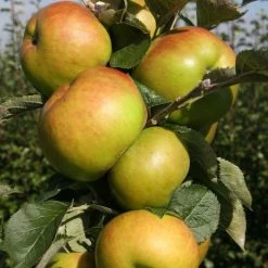 Apple Bramley 20 | Mm106 12L Pot