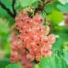 Pinkcurrant Gloire De Sablons | 3L Pot
