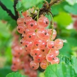 Pinkcurrant Gloire De Sablons | 3L Pot