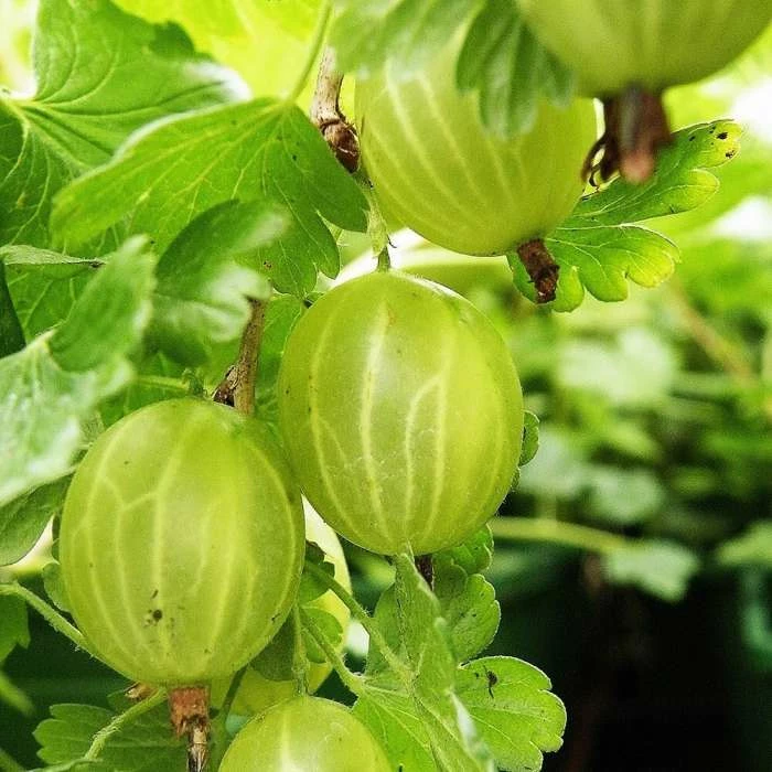 Gooseberry Hinnonmäki Grön | 3L Pot 1 Gooseberry Hinnonmäki Grön | 3L Pot