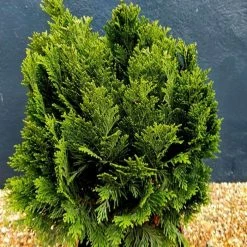 Chamaecyparis Lawsoniana Minima Glauca | 3L Pot