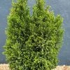 Chamaecyparis Lawsoniana Ellwood's Pillar ('Flolar') | 3L Pot