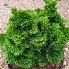 Chamaecyparis Lawsoniana Minima Aurea | 3 Litre Pot