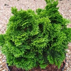 Chamaecyparis Lawsoniana Minima Aurea | 3 Litre Pot