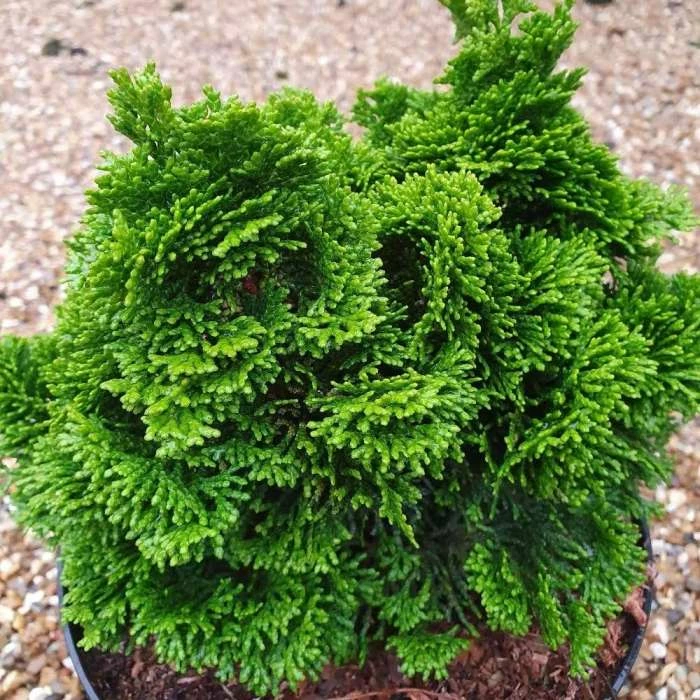 Chamaecyparis Lawsoniana Minima Aurea | 3 Litre Pot 1 Chamaecyparis Lawsoniana Minima Aurea | 3 Litre Pot