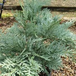 Chamaecyparis Lawsoniana Pembury Blue | 3L Pot