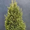 Chamaecyparis Lawsoniana Snow White | 3L Pot