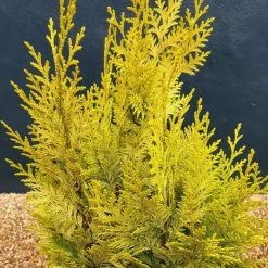 Chamaecyparis Lawsoniana Ivonne | 3L Pot