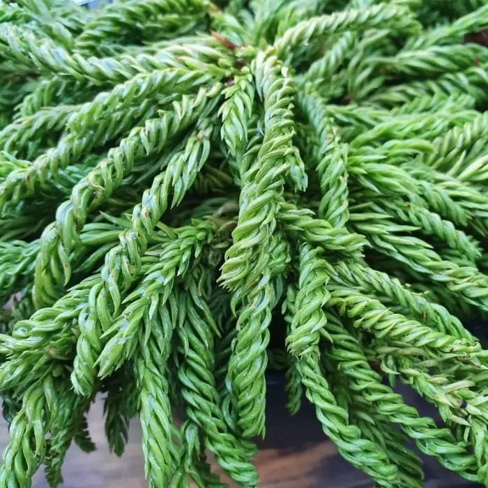 Cryptomeria Japonica Spiralis | 3L Pot 1 Cryptomeria Japonica Spiralis | 3L Pot