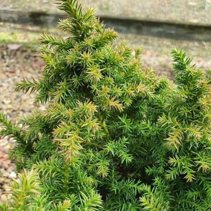Cryptomeria Japonica Vilmoriniana | 3L Pot 1 Cryptomeria Japonica Vilmoriniana | 3L Pot