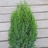 Juniperus Chinensis Stricta | 2 Litre Pot