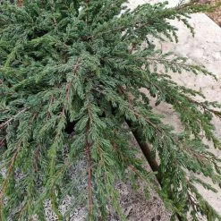 Juniperus Communis Repanda | 3L Pot