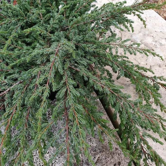 Juniperus Communis Repanda | 3L Pot 1 Juniperus Communis Repanda | 3L Pot