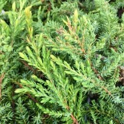 Juniperus Communis Green Carpet | 3L Pot