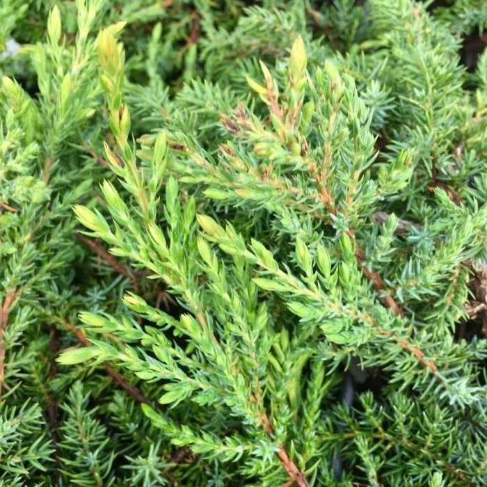 Juniperus Communis Green Carpet | 3L Pot 1 Juniperus Communis Green Carpet | 3L Pot