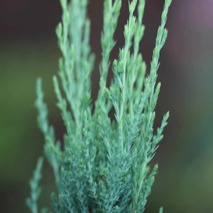 Juniperus Scopulorum Blue Arrow | 3 Litre Pot 1 Juniperus Scopulorum Blue Arrow | 3 Litre Pot