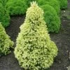 Picea Glauca Var. Albertiana J.W. Daisy's White | 3L Pot