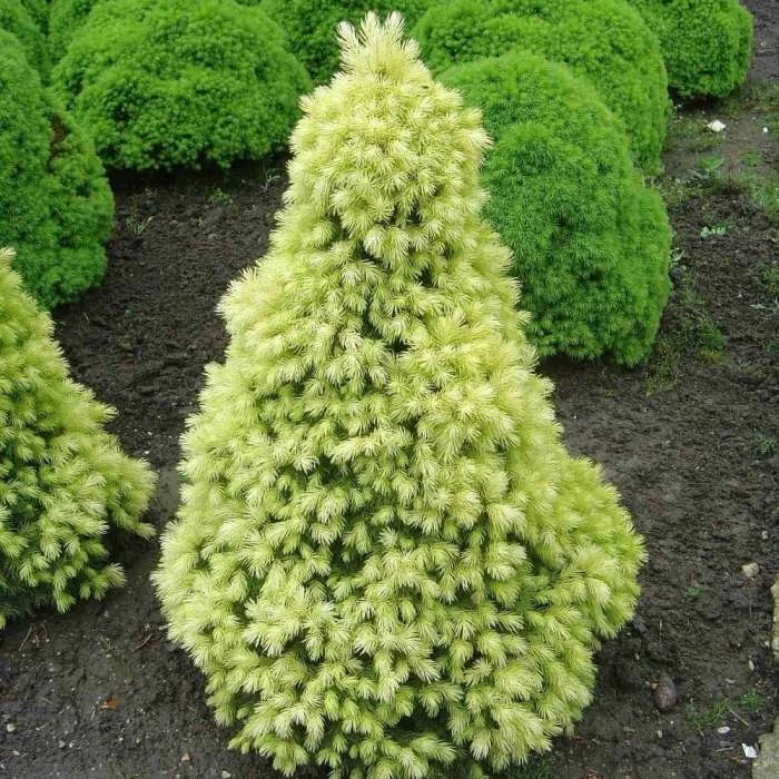 Picea Glauca Var. Albertiana J.W. Daisy's White | 3L Pot 1 Picea Glauca Var. Albertiana J.W. Daisy's White | 3L Pot