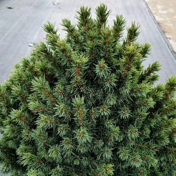 Picea Glauca Var. Albertiana Alberta Globe | 3L Pot 1 Picea Glauca Var. Albertiana Alberta Globe | 3L Pot