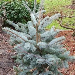 Picea Pungens (Glauca Group) Hoopsii | 3 Litre Pot
