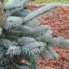 Picea Pungens (Glauca Group) Hoopsii | 7 Litre Pot