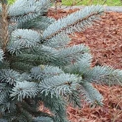 Picea Pungens (Glauca Group) Hoopsii | 7 Litre Pot