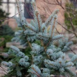 Picea Pungens Karaten | 3L Pot