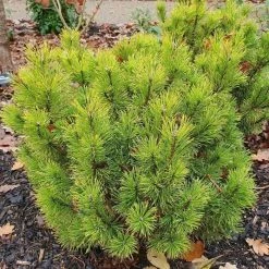 Pinus Mugo Winter Gold | 2 Litre Pot