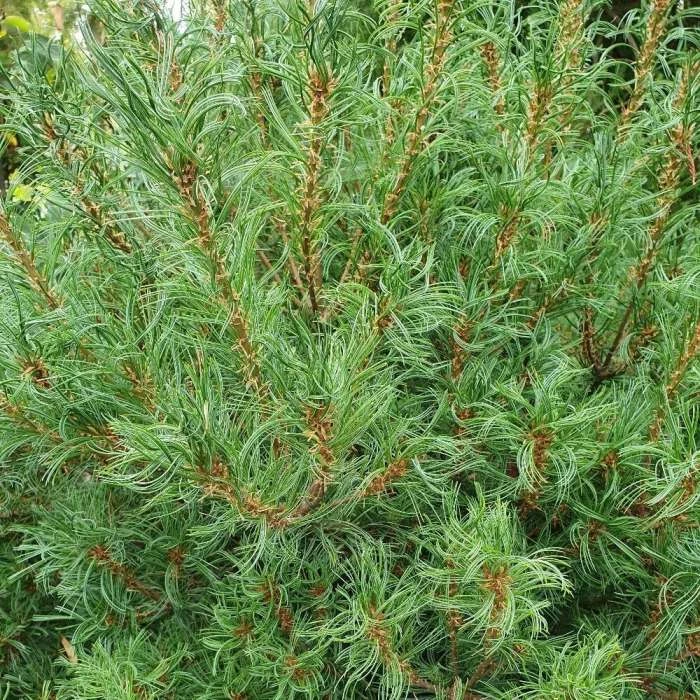 Pinus Strobus Tiny Kurls | 2 Litre Pot 1 Pinus Strobus Tiny Kurls | 2 Litre Pot