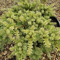 Podocarpus Nivalis Kilworth Cream | 2L Pot