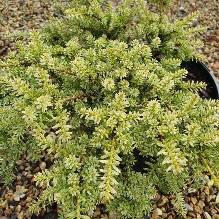 Podocarpus Nivalis Kilworth Cream | 2L Pot 1 Podocarpus Nivalis Kilworth Cream | 2L Pot
