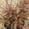 Podocarpus Red Embers | 3 Litre Pot