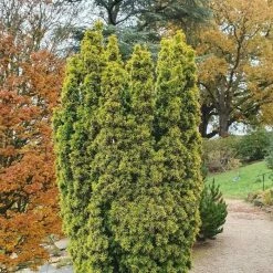 Taxus Baccata David | 3L Pot