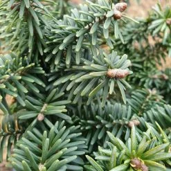Abies Balsamea (Hudsonia Group) Nana | 2 Litre Pot