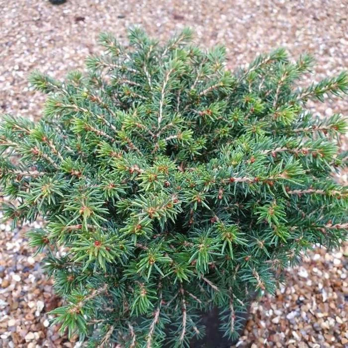 Picea Abies Little Gem | 2L Pot 1 Picea Abies Little Gem | 2L Pot