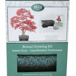 Bonsai Sweet Gum - Seed Growing Kit | Gift Set