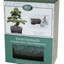 Bonsai Pine - Seed Growing Kit | Gift Set