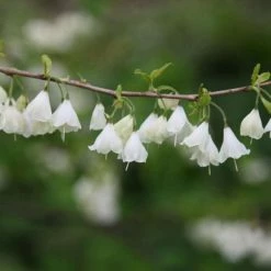 Halesia Carolina | 12 Lt Bush