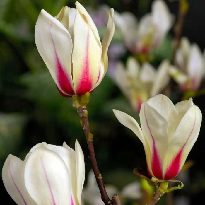Magnolia Sunrise | 3L Pot 1 Magnolia Sunrise | 3L Pot