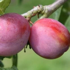 Plum Victoria | St Julien A 12L Pot