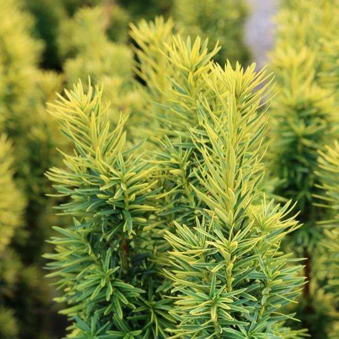 Taxus Baccata David | 18L Pot 1 Taxus Baccata David | 18L Pot